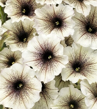 Petunia Supertunia® Latte™